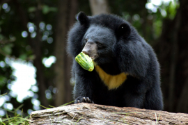 Eet-als-een-beer dieet